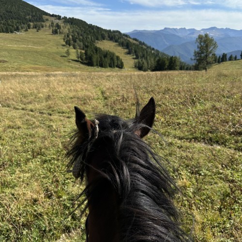 Бороздим просторы Алтая верхом: активный тур для опытных всадников с фотосъёмкой