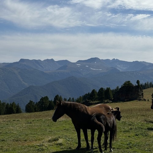 Наедине с природой Алтая: активное путешествие с конными прогулками и походом