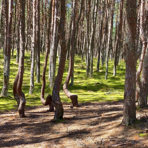 Куршская коса и Зеленоградск для маленькой компании