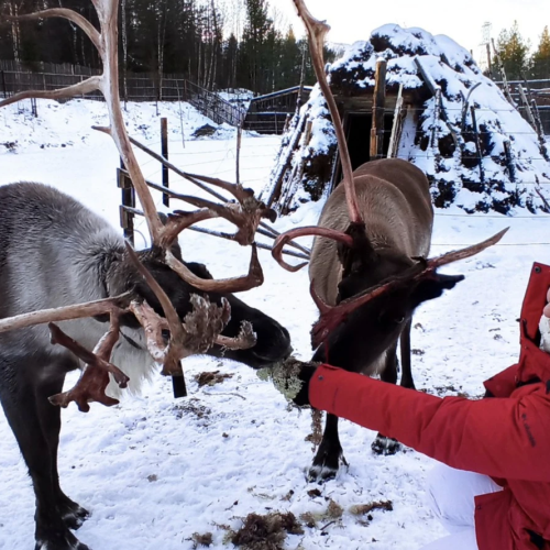 Вкус Арктики: Мурманск, Териберка и этнодеревня в мини-группе