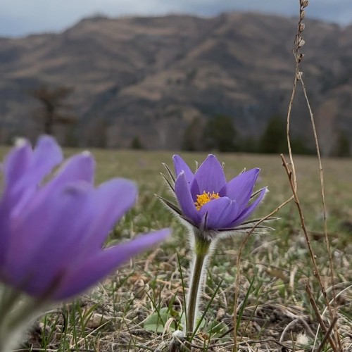 Алтай в красках мая: активное путешествие по знаковым локациям