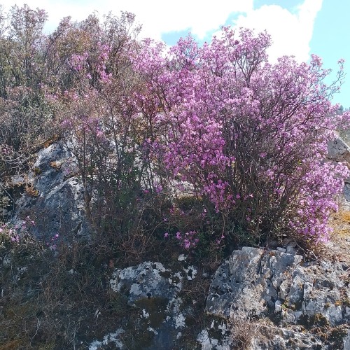 Красота Алтая: Чемальский район и Чуйский тракт