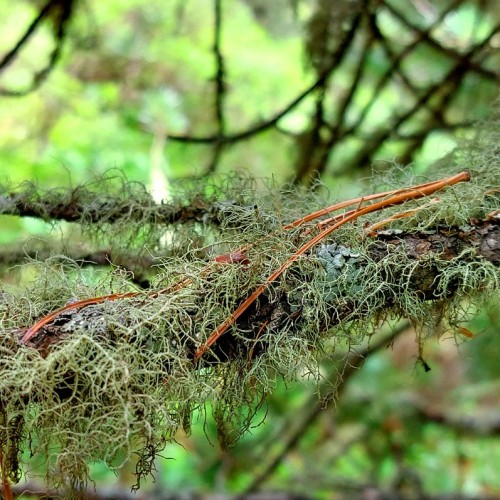 К ледникам: треккинг налегке в ущелье Актру с проживанием на турбазе