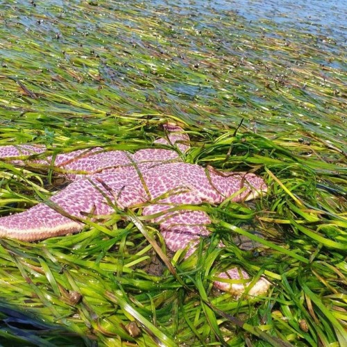 Фантастические пейзажи Сахалина и первозданная природа мыса Крильон