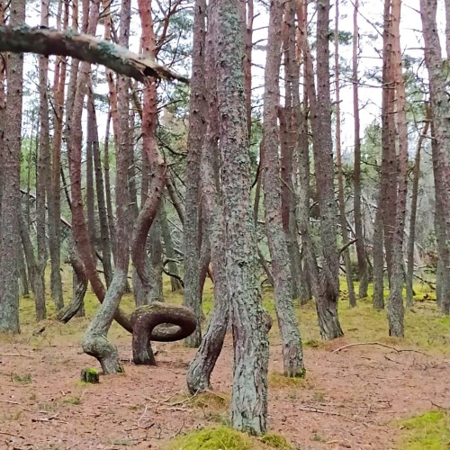 Знаковые места Куршской косы из Зеленоградска