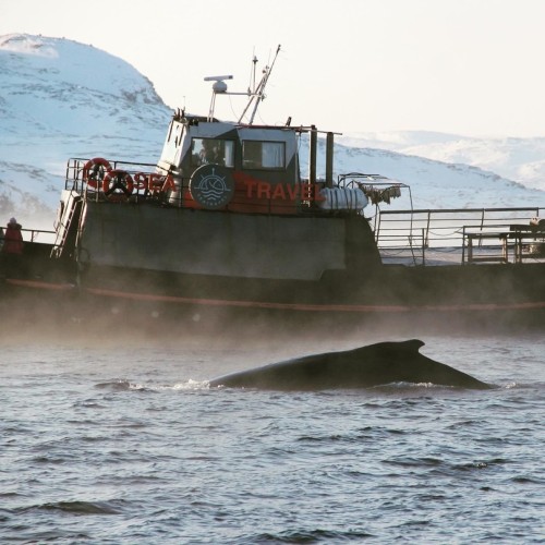 Океан впечатлений в Арктике: айс-флоатинг, северное сияние, морская прогулка и гастрономия
