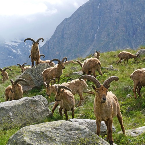 Треккинг налегке в Безенги с размещением в альплагере