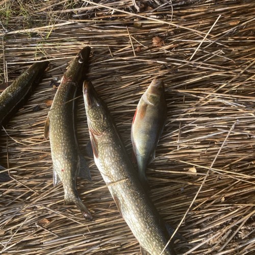 Рыбалка на Ладожском озере: перезагрузка вдали от города с комфортом (всё включено)