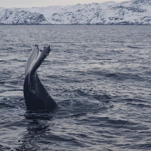 Северная перезагрузка: Мурманск, поездка в Териберку и ночь в купольном доме