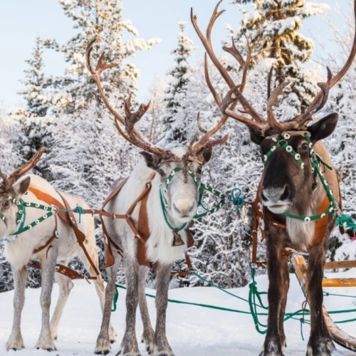 Перезагрузка на Кольском: видеть, чувствовать, удивляться