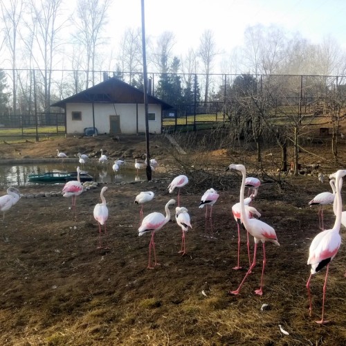 Путешествие в Приокско-Террасный заповедник и Парк птиц