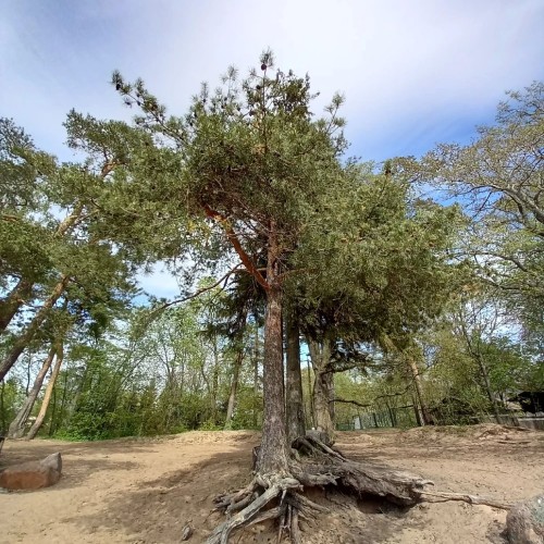 Приморский Парадиз — Сестрорецк, Репино, Комарово и Зеленогорск