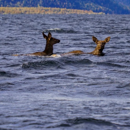 Неделя на Алтае: Телецкое озеро, Катунь и Чуйский тракт в мини-группе