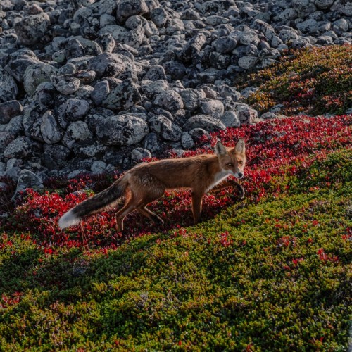 Путешествие на Соловки: погружение в историю, прогулки на катере, лодке и пешком