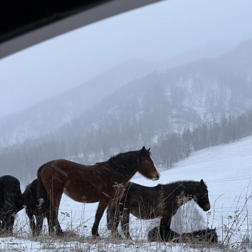 Дышать зимним Алтаем