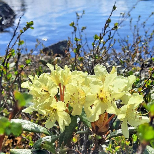 Сказочные Саяны: треккинг в природном парке «Ергаки»