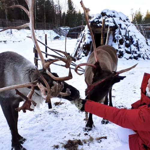 Вкус Арктики: Мурманск, Териберка и этнодеревня в мини-группе