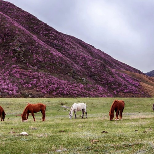 По цветущему Алтаю верхом: конный тур с проживанием на базе (всё включено)