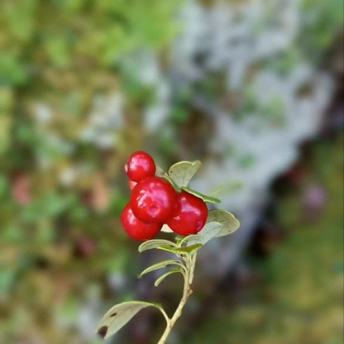 Поход с рюкзаками к Кутурчинскому Белогорью с ночёвкой в палатках