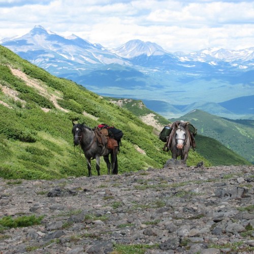 На лошадях к Корякскому вулкану с палатками. Всё включено