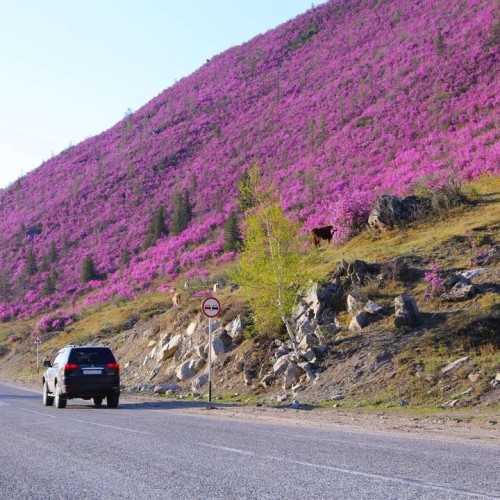 Лиловый наряд Алтая: путешествие по знаковым локациям и цветение маральника