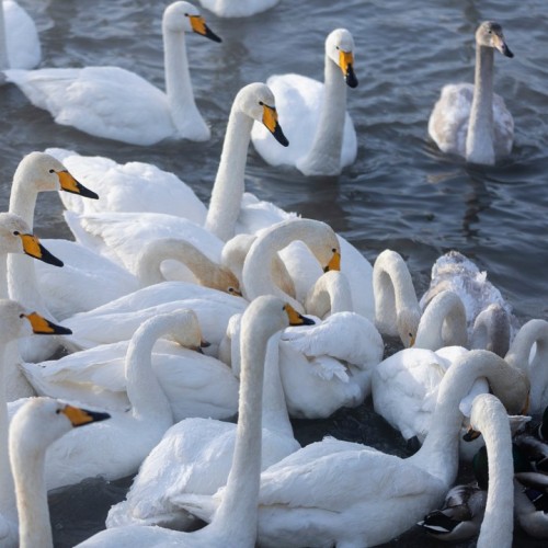 Зимний Алтай: снежные горы, незамерзающие озёра и тысяча лебедей