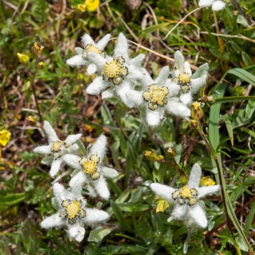 Наедине с Алтаем: высокогорные озёра, живописные долины и неземной ландшафт (всё включено)