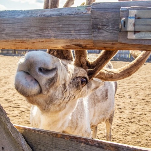 В Мурманск и Териберку из Санкт-Петербурга: Карелия, Кольский полуостров и города по пути