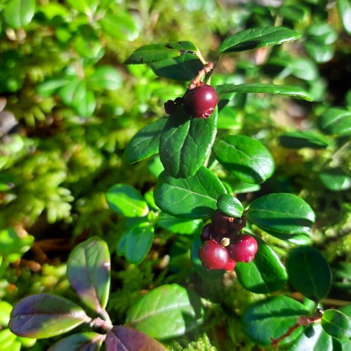 Треккинг в Чегемском ущелье без рюкзаков с проживанием в гостевом доме (всё включено)