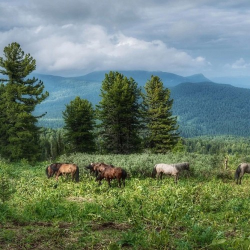 Верхом по Алтаю: конный тур для новичков с палатками (всё включено)
