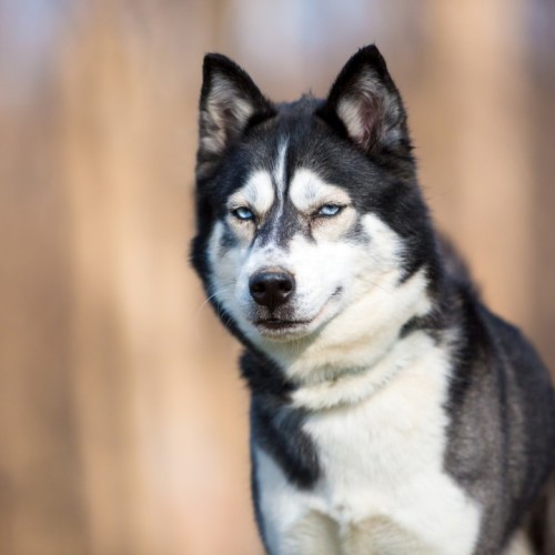 Арктические приключения: морская прогулка в поисках китов, Териберка и этническая деревня