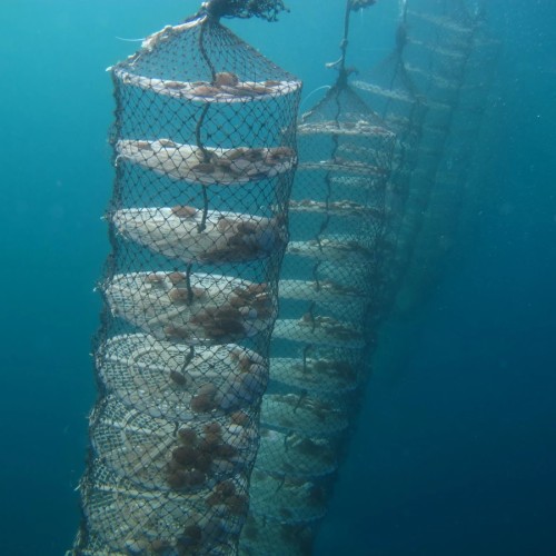 Поездка на остров Русский с посещением морской фермы
