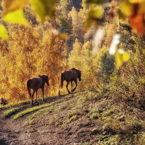 Конный тур для новичков по осеннему Алтаю с проживанием на базе. Всё включено