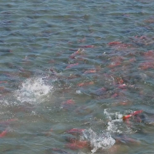 Рыбалка на камчатского лосося в мини-группе