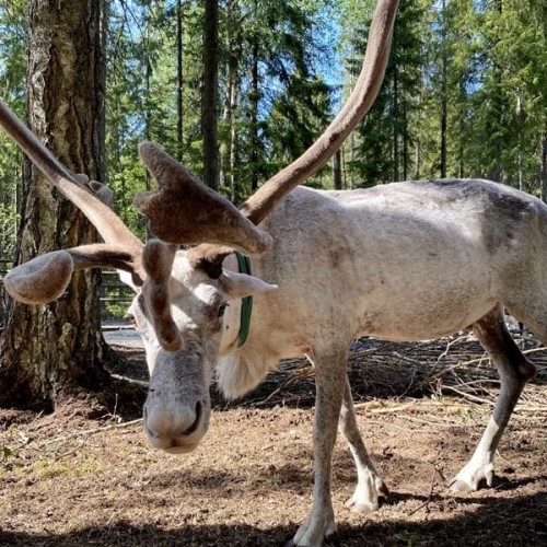В Карелию на майские с комфортом: «Рускеала», Гирвас, Кивач и гора Сампо для всей семьи