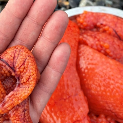 Навстречу гренландским китам: экспедиция к Шантарским островам с лекциями биологов