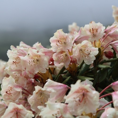 Россыпь цветов и мириады звёзд: астропоход в сердце гор (мини-группа)