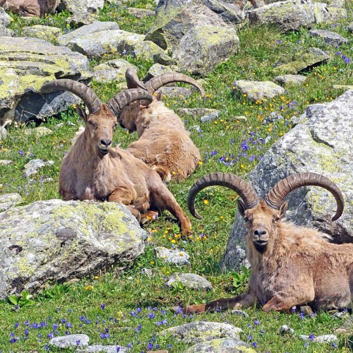 Перезагрузка в Безенги с проживанием в палатках: треккинг к ледникам, водопадам и диким турам
