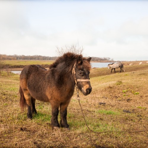 Насыщенный тур по Калмыкии: буддийские святыни и знакомство с кочевым бытом