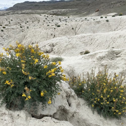 Топовые и необычные места Алтая в мини-группе: Чуйский тракт, озеро Джангыскёль и лёгкий треккинг