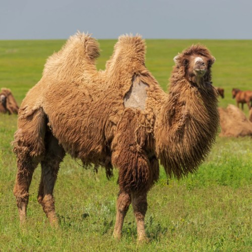 Насыщенный тур по Калмыкии: буддийские святыни и знакомство с кочевым бытом