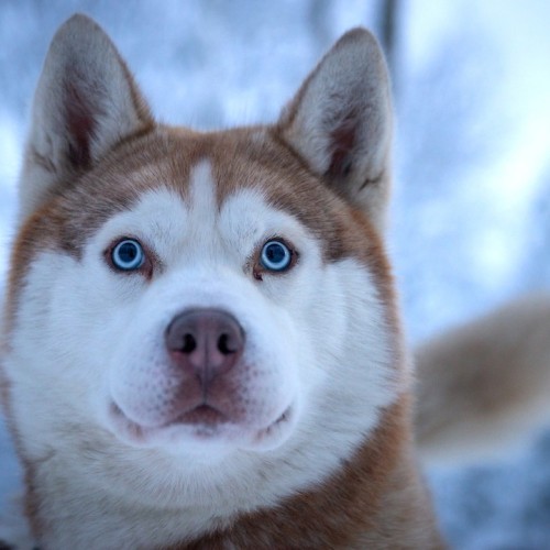 Новогодний отпуск в Териберке с праздничным ужином, арктическими блюдами и морскими деликатесами