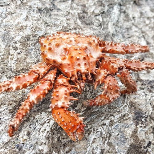 Сахалин с историей: автопутешествие-детокс с ночёвками в палатках на природе (индивидуально)