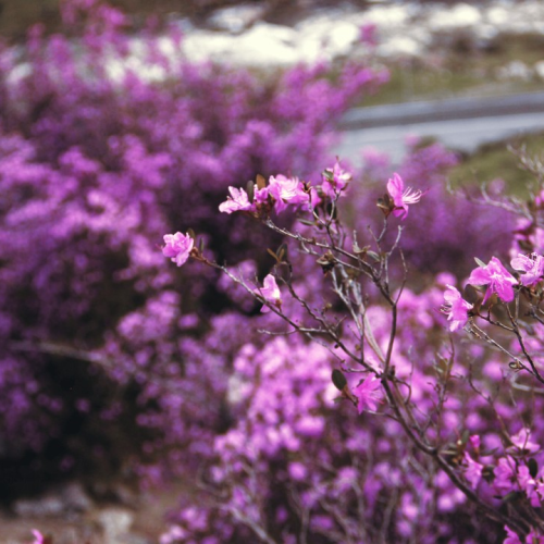 Сиреневые горы, Алтай и май: главные места во время цветения маральника в мини-группе (всё включено)