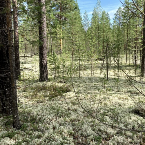 В гости к поморам под белоснежными парусами: приключения вдали от цивилизации