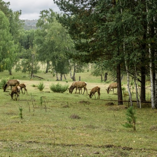 Всё включено в заповедной Башкирии с проживанием в модульном доме и душевной лепкой пельменей
