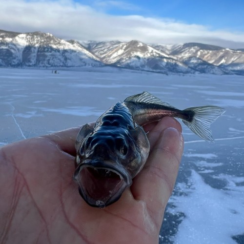 Зимняя рыбалка на льду Байкала своей компанией