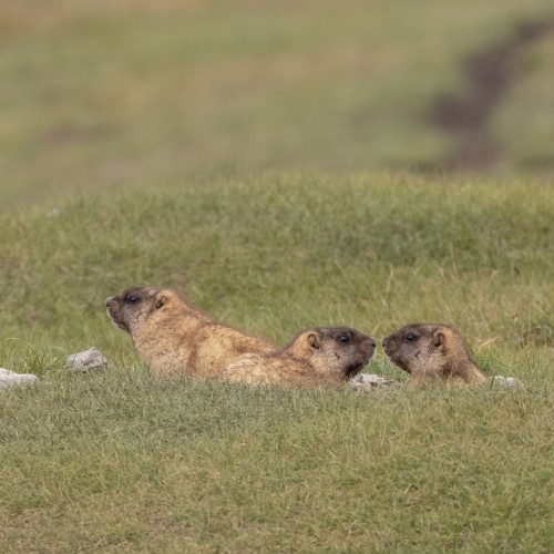 Наедине с Алтаем: высокогорные озёра, живописные долины и неземной ландшафт (всё включено)
