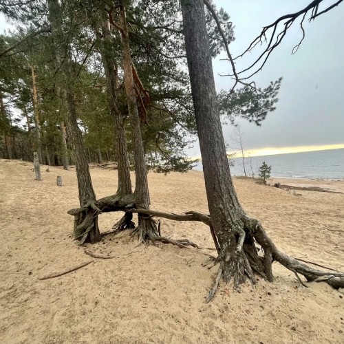 Приморский Парадиз — Сестрорецк, Репино, Комарово и Зеленогорск. Индивидуальная экскурсия