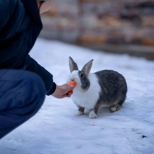 Конное путешествие в сердце Выборга — из Петербурга